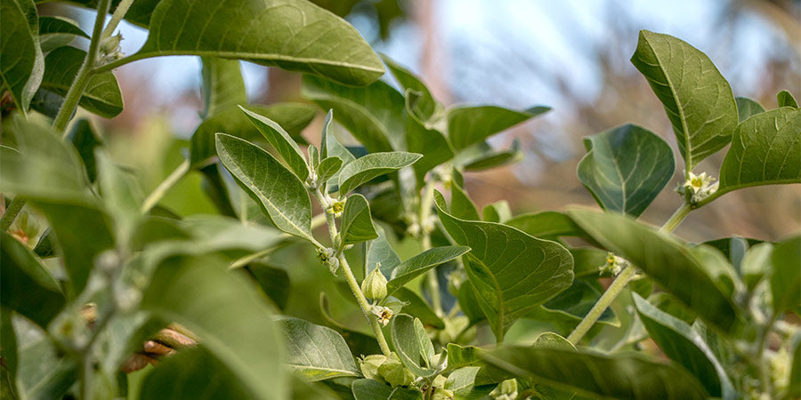 Supercharge Your Wellness Journey: Harnessing Ashwagandha's Potential